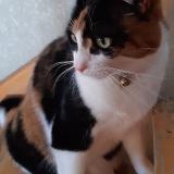 lilou