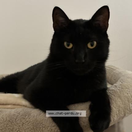 Photo 1/1 Reunited cat Lost in Carpentras