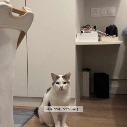 Photo 1/1 Nougat Chat lost in Saint mande