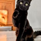 Picture of cat lost at Merignac