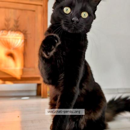 Photo 1/1 Berlioz Chat lost in Merignac