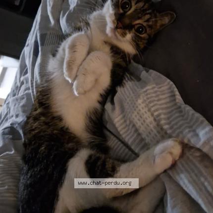 Photo 1/1 Honny Chat lost in Celles houyet