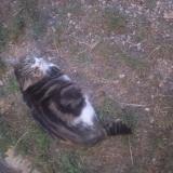 Picture of cat lost at Montauban