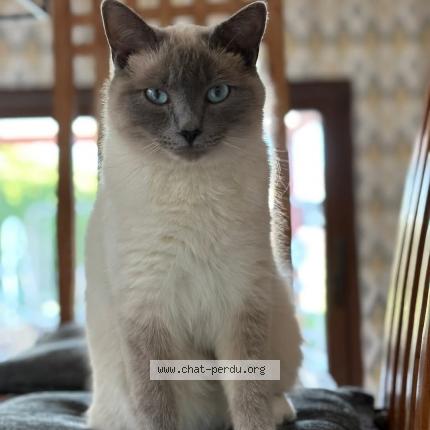 Photo 1/1 Maurice Chat lost in Geer