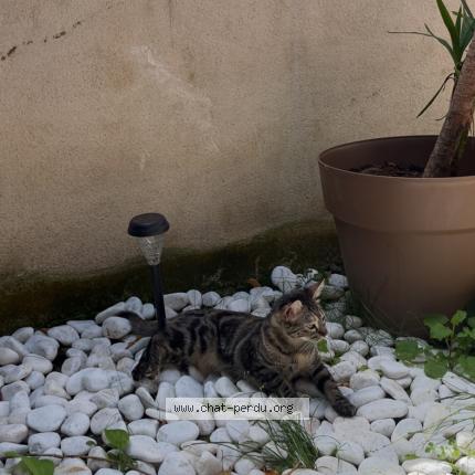 Photo 1/1 Zenta Chat lost in Toulouse