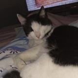 Picture of cat lost at Bordeaux