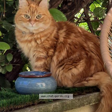 Photo 1/1 Tycha Chat lost in Montpellier