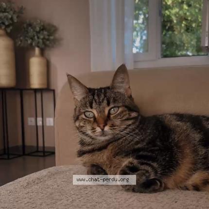 Photo 1/1 Billy Chat lost in Villieu loyes mollon