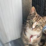 Picture of cat found at Saint Quentin En Mauge