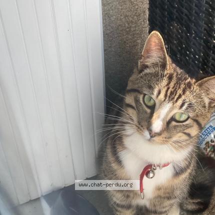 Photo 1/1 Found cat Found in Saint quentin en mauge