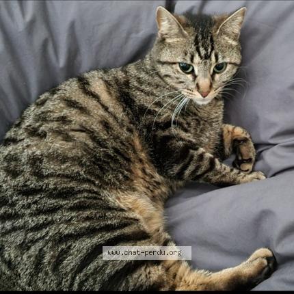 Photo 1/1 Stella Chat lost in Toulenne