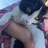 Picture of cat lost at Richwiller