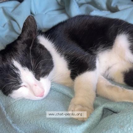 Photo 2/2 Muisa Chat lost in Richwiller