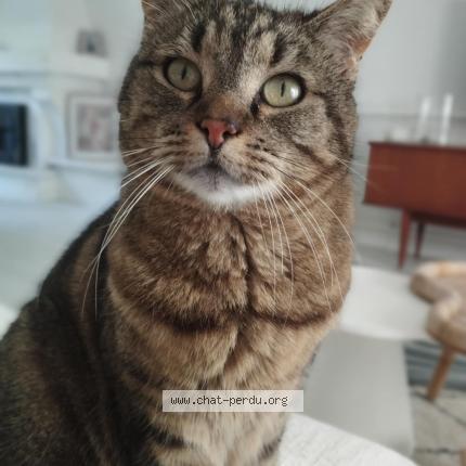 Photo 1/1 Princesse Chat lost in Oree d anjou