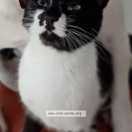 Photo 1/1 SUSHI Chat lost in Tavernes