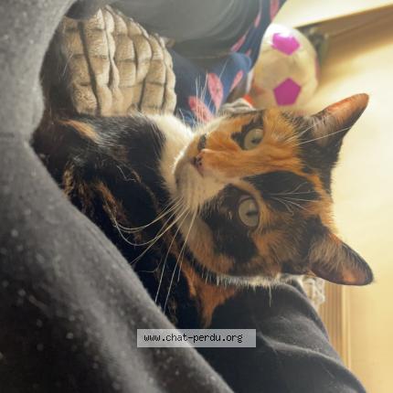 Photo 1/1 Joy Chat lost in Saint jeannet