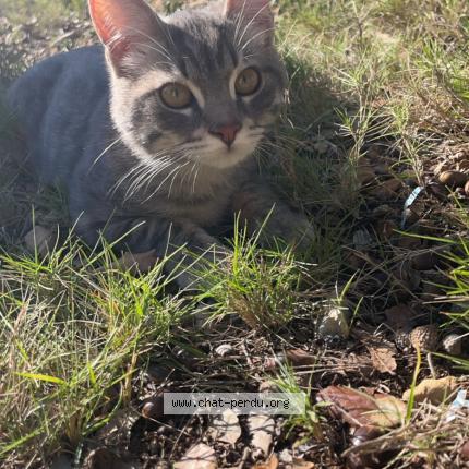 Photo 1/1 Kena&iuml; Chat lost in Neoules