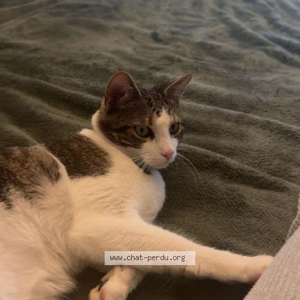 Photo 1/1 Gizmo Chat lost in Sint pieters leeuw