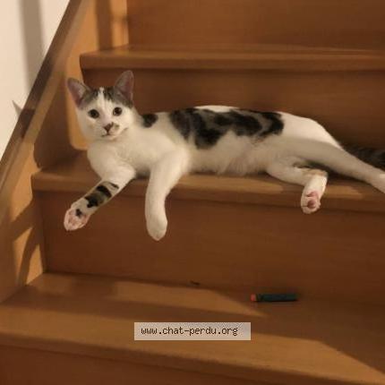 Photo 1/1 Uno Chat lost in Boutigny sur essonne