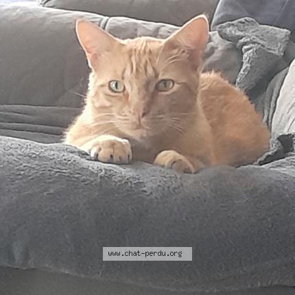 Photo 1/1 Garfield Chat lost in Arbanats