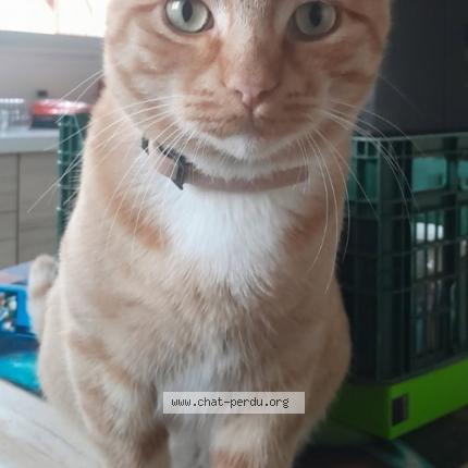 Photo 1/1 Muriel Ferragu Chat lost in Arbanats