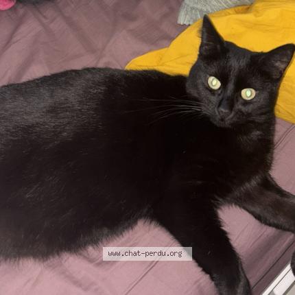 Photo 1/1 Gygy Chat lost in Vitry sur seine