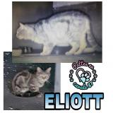 Picture of cat lost at Limoges