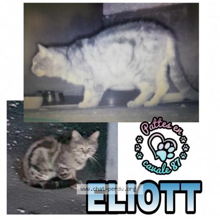 Photo 1/1 Cat reunited Lost in Limoges