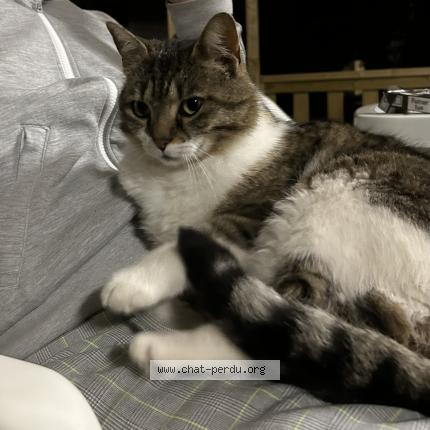 Photo 1/1 Found cat Found in Veuzain sur loire