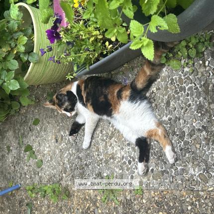 Photo 1/1 Found cat Found in Villefranche sur saone