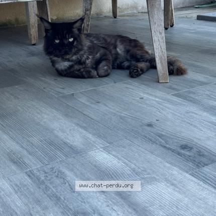 Photo 1/1 Snow Chat lost in Reze