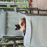 Picture of cat lost at Charvieu Chavagneux