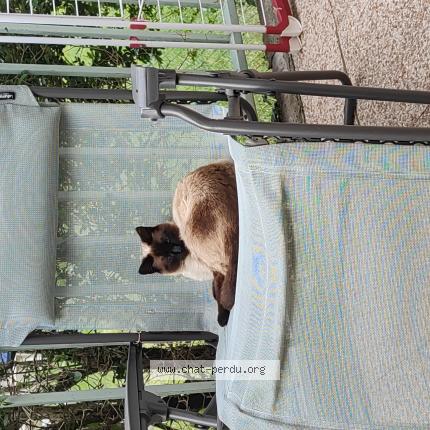 Photo 1/1 Neige Chat lost in Charvieu chavagneux