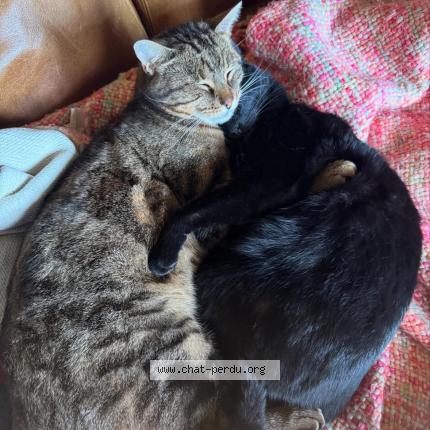 Photo 1/1 Olaf Chat lost in Cour cheverny