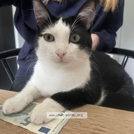 Photo 1/1 Uno Chat lost in Livron