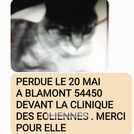 Photo 1/1 Zozotte Chat lost in Blamont