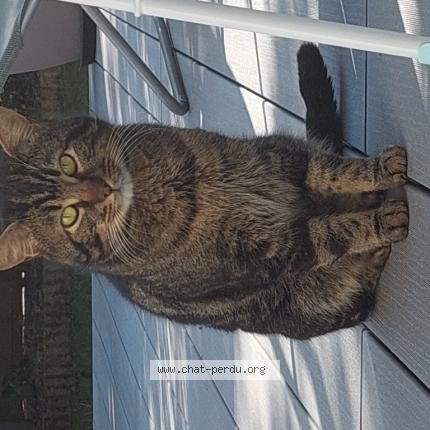 Photo 1/1 Found cat Found in Magny les hameaux