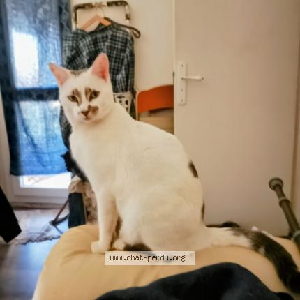 Photo 1/1 Chicho Chat lost in Avon