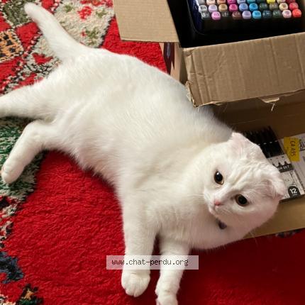 Photo 1/1 Sissi Chat lost in Saint germain du puch