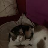 Picture of cat lost at Lege Bourg