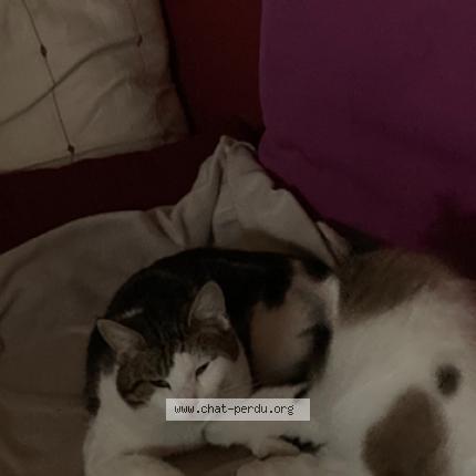 Photo 1/1 Bounty Chat lost in Lege bourg