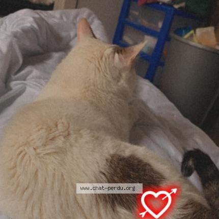 Photo 1/1 Jaime Chat lost in Rantigny