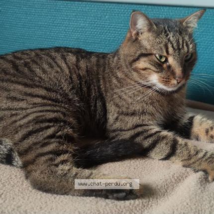 Photo 1/1 Syrius Chat lost in Saint nizier le bouchoux