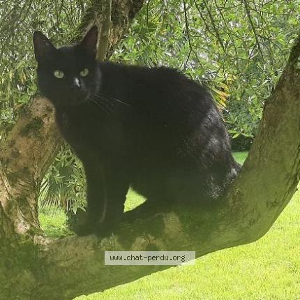 Photo 1/1 Pappys Chat lost in Tonnay charente