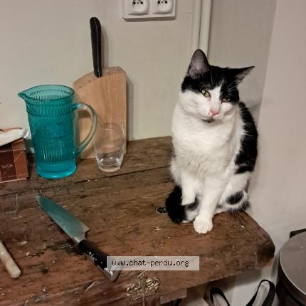 Photo 1/1 Oreo Chat lost in Mont saint aignan