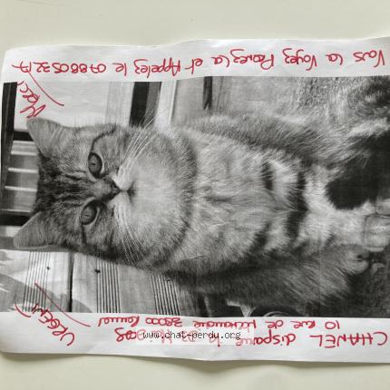 Photo 2/3 chanel Chat lost in Rennes