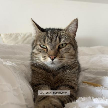 Photo 1/1 Paco Chat lost in Genech