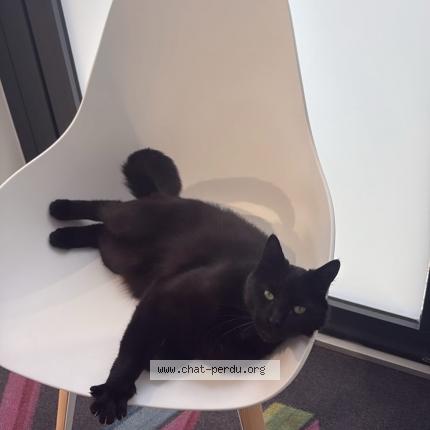 Photo 1/1 Bobby Chat lost in Tours