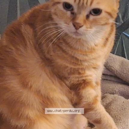 Photo 1/1 melba Chat lost in Niort