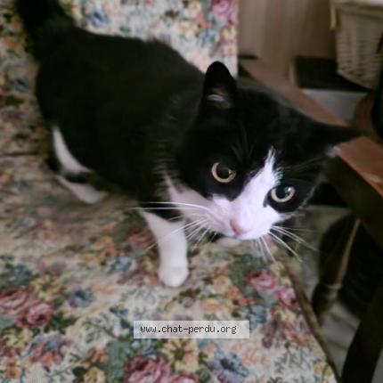 Photo 1/1 Mimine Chat lost in Oursbelille